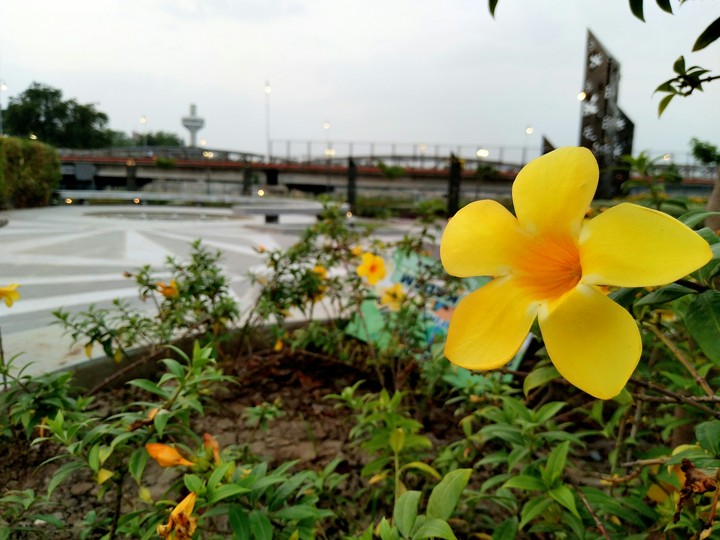 Yellow Flower