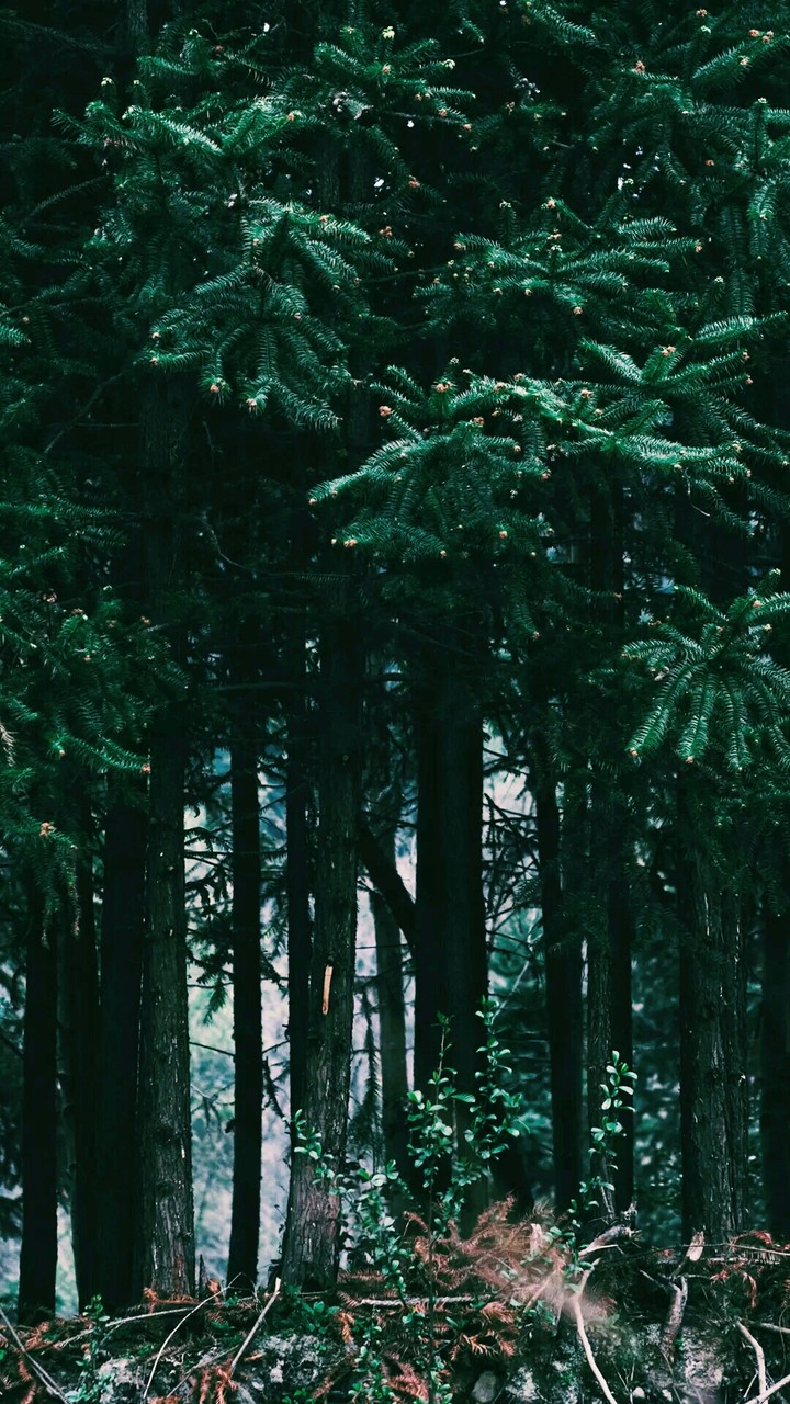 forest