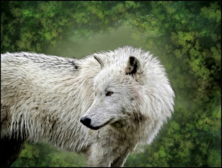 Wolf 