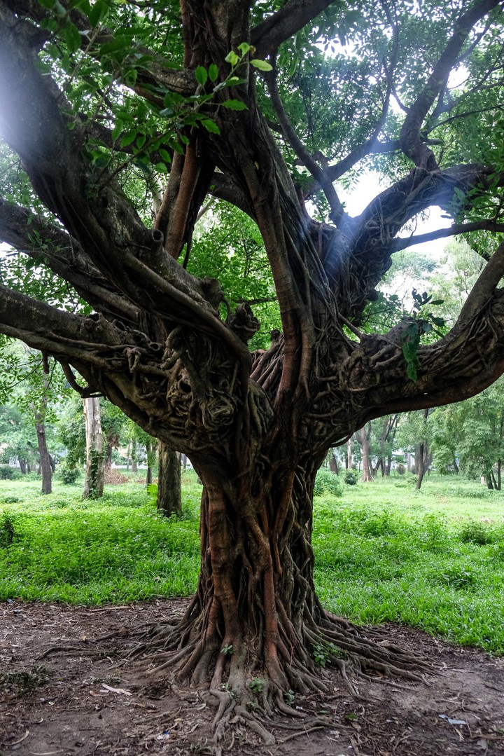 my old banyan morning friend..