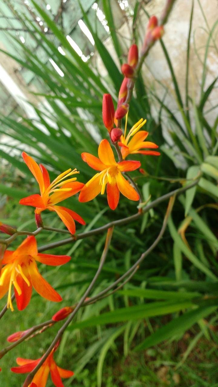 flores