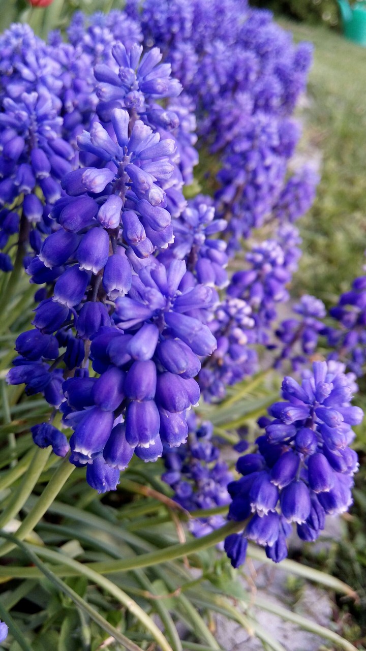 blue flower