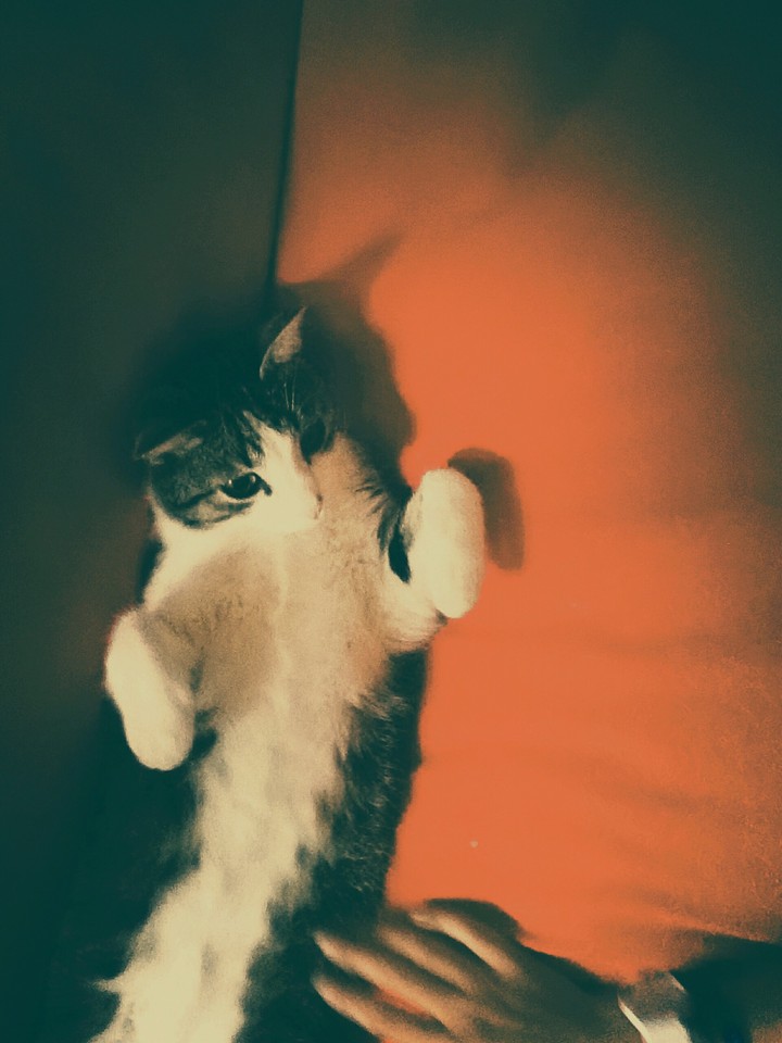 Kitty