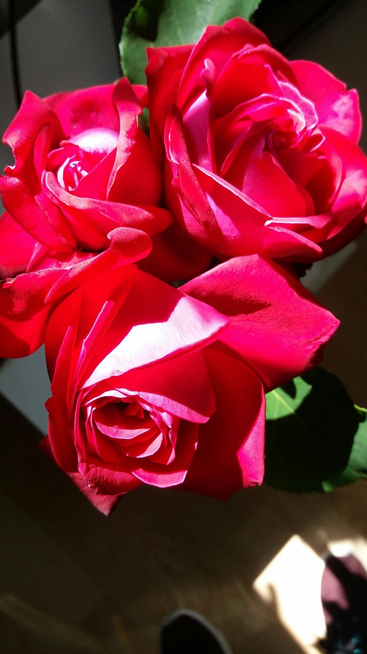 Rosen
