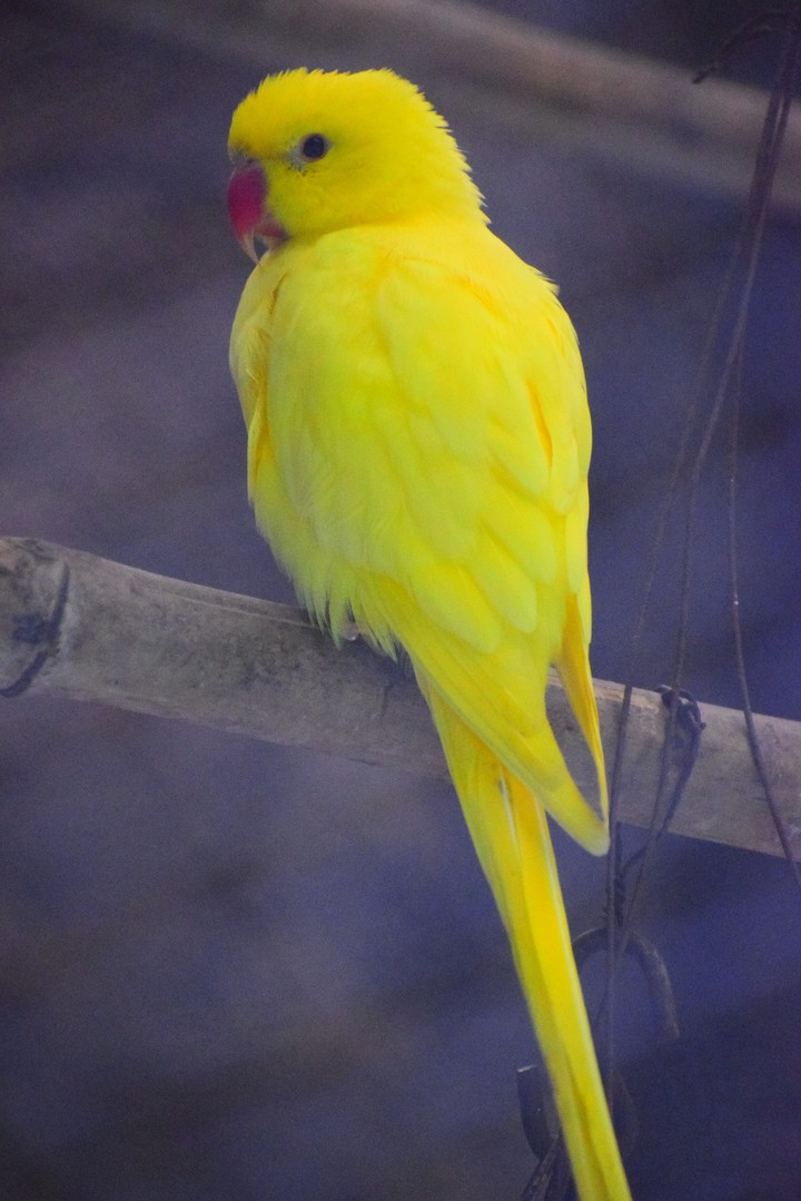 Yellow Parrot