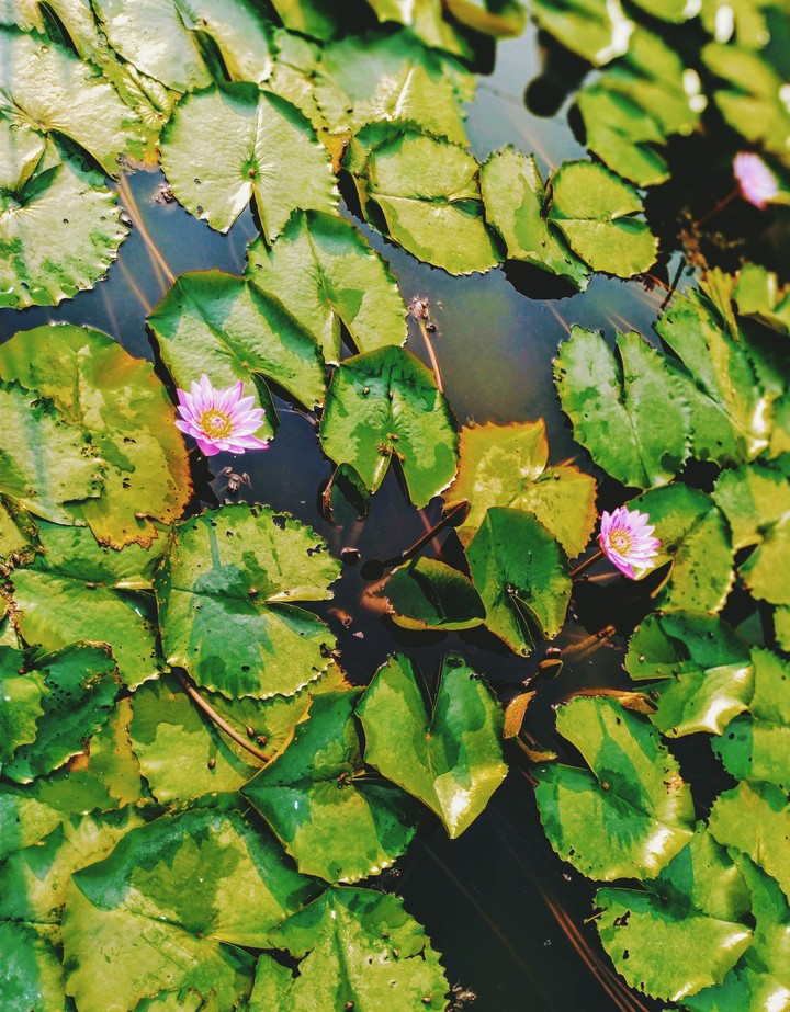 Water lilies
