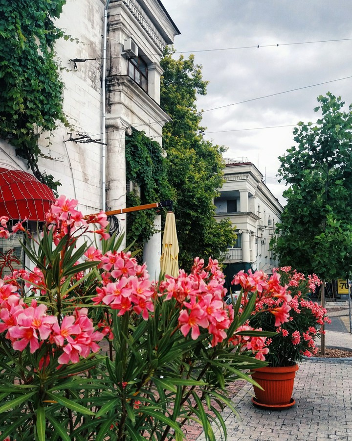 blossom city