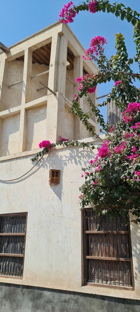 fonds d'écran plant, window