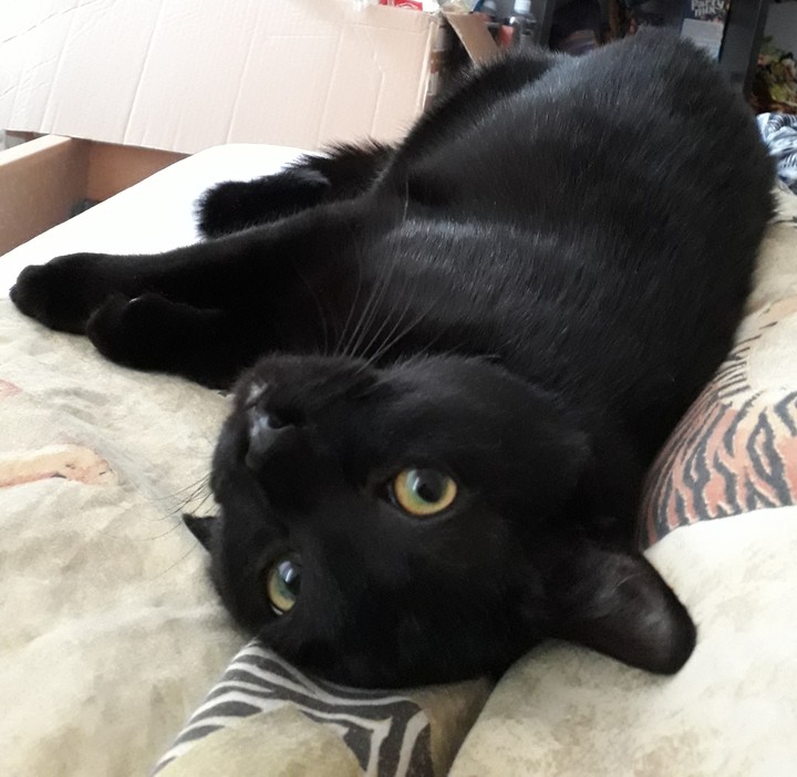 Mowgli