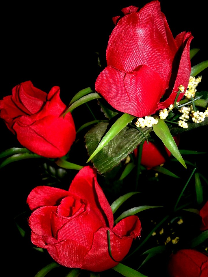 red roses