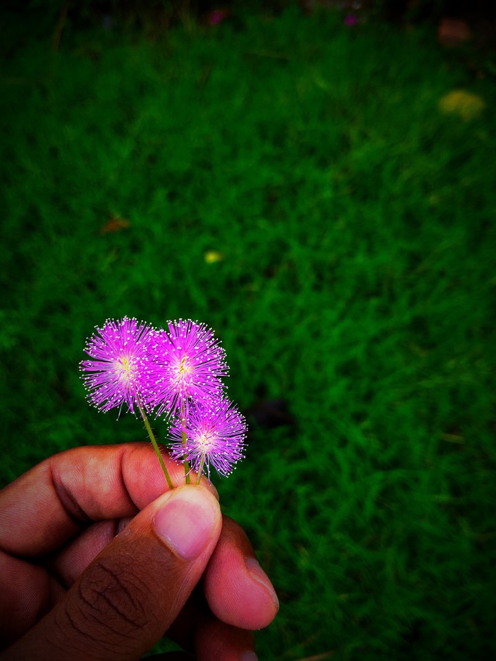 flower, beautiful picture