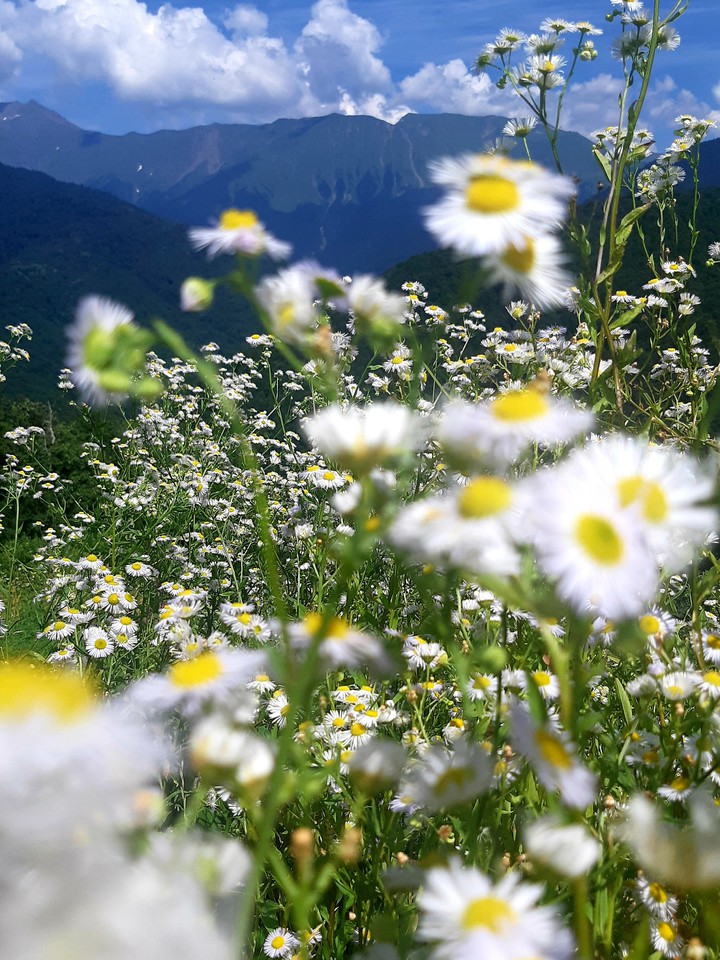 #sochi #caucasus