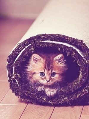 Котеночек