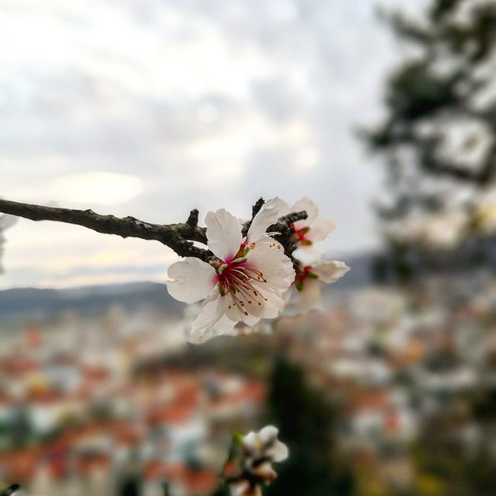 Kirschblüte