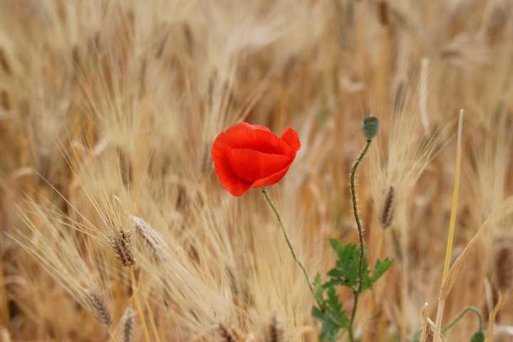 양귀비꽃.여름꽃.summer.flower