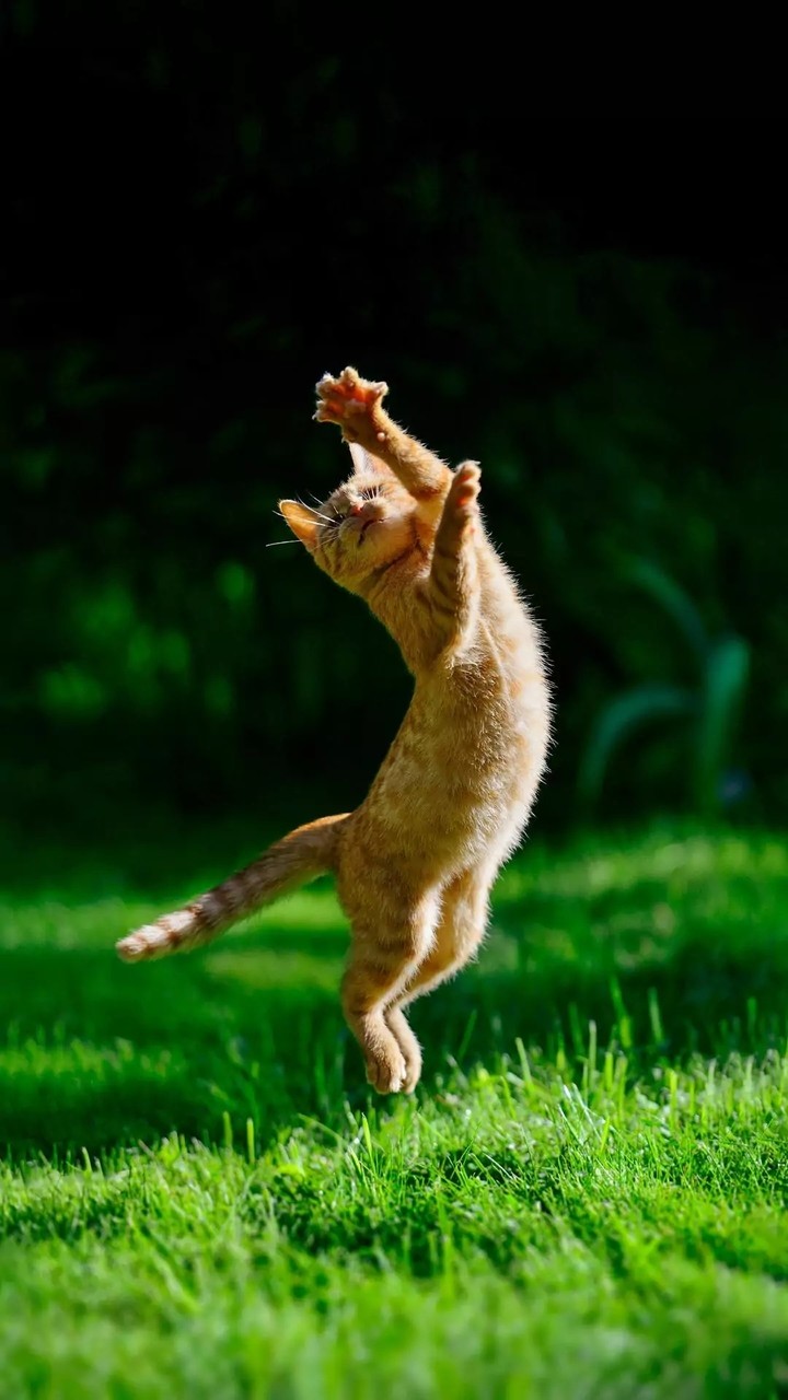 cat