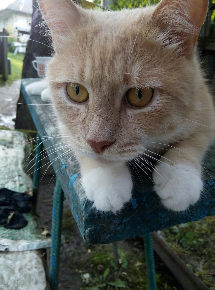 Cat :з