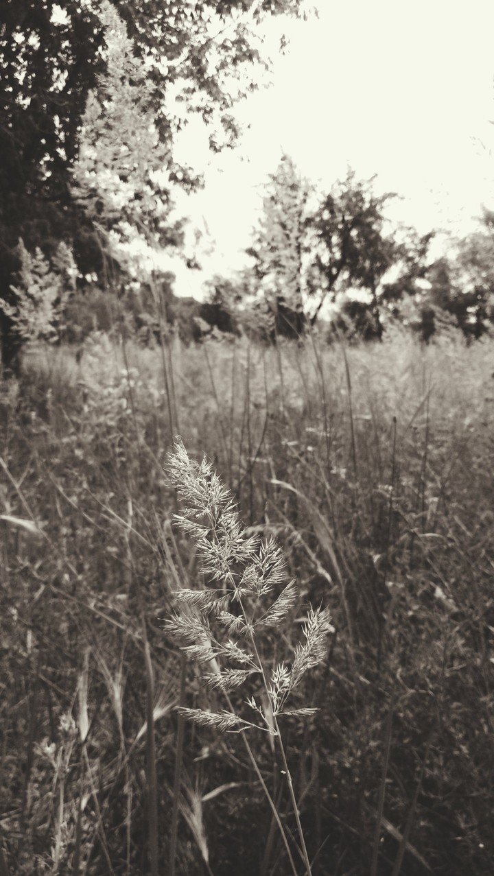 by Nastena