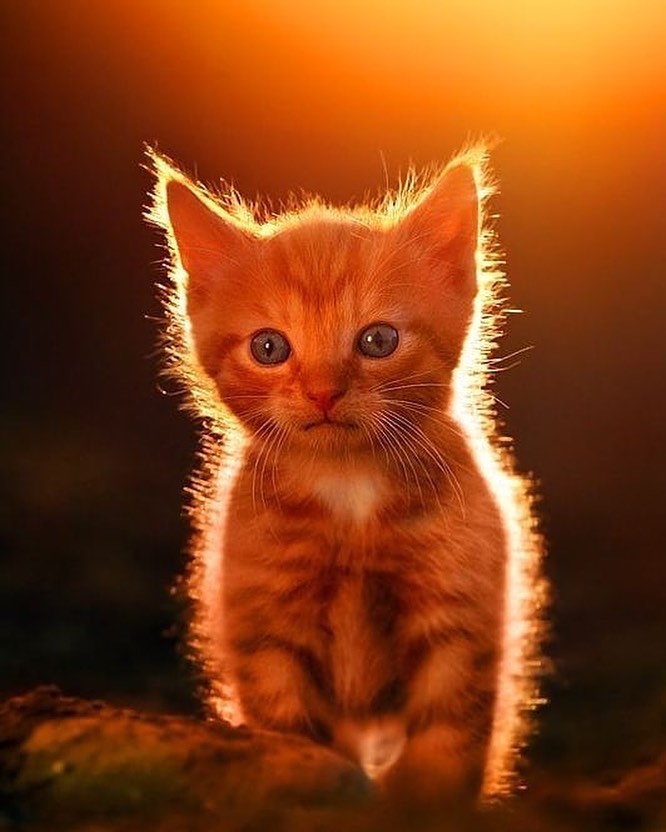 Cute Kitty❤️