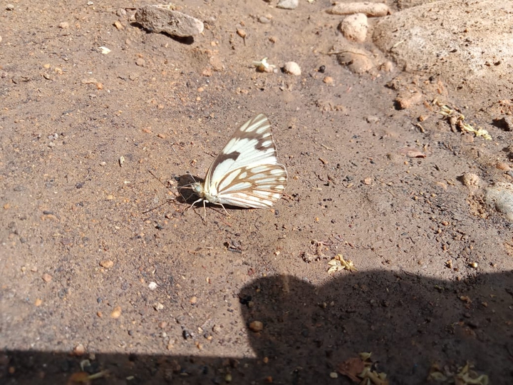 Nature love.