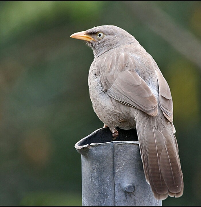 Jungle babbler