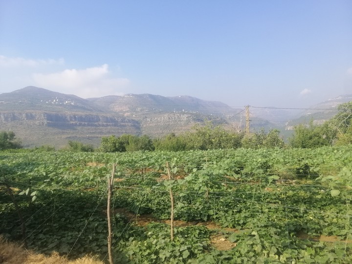 chouf