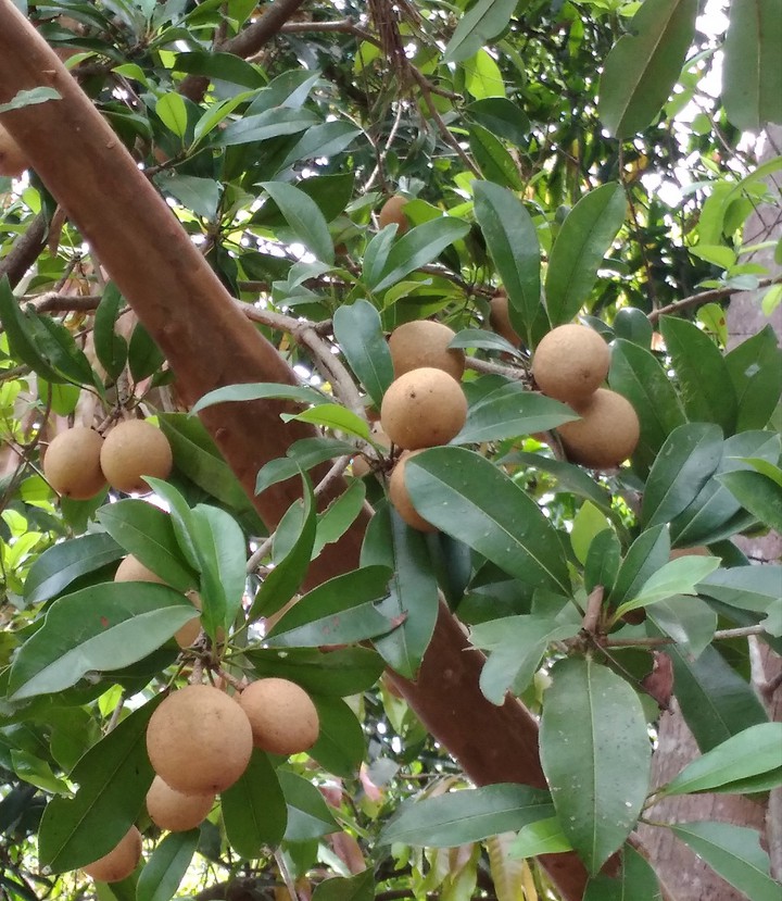 sapota