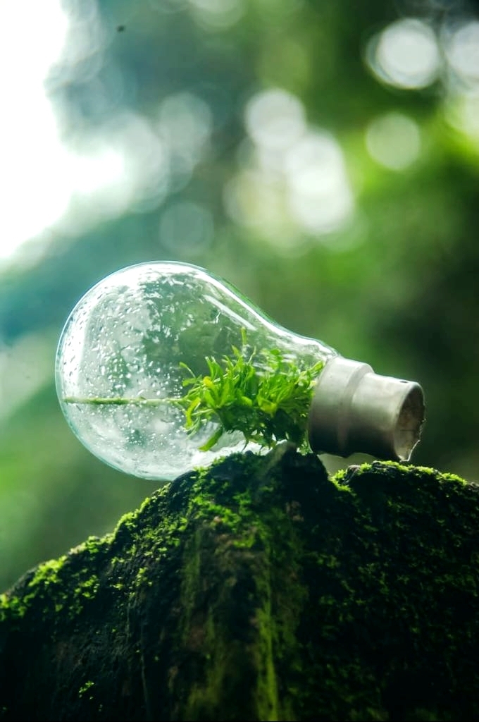 bulb