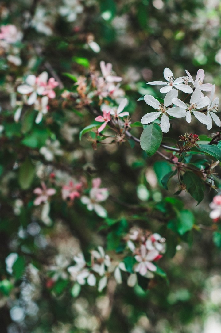 blossom
