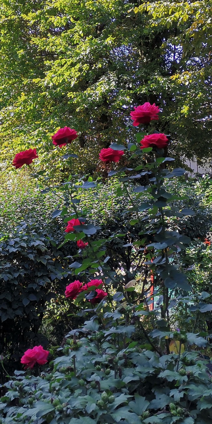 Die letzten Herbstrosen