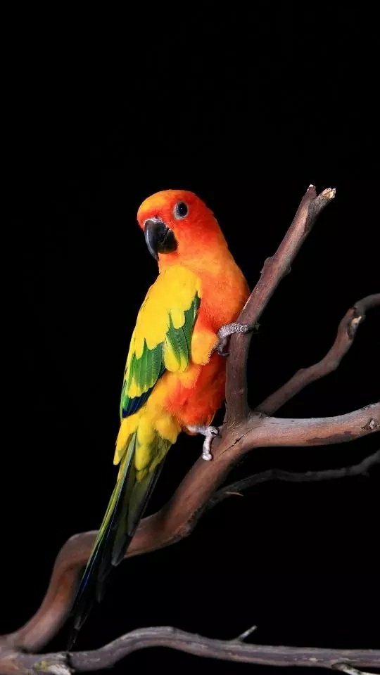 lovebird