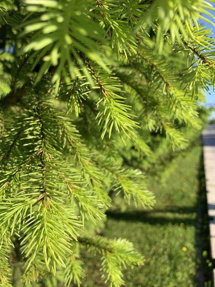 green for the soul