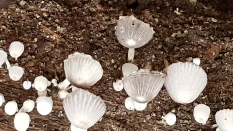 Fungi on log, Cape Tribulation, Queensland