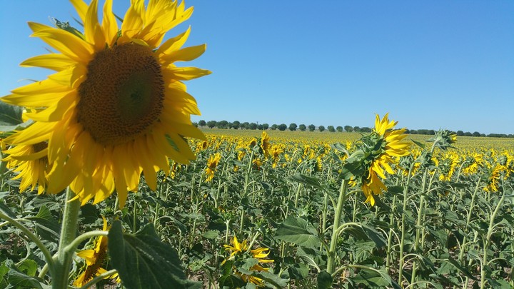 sunflowers