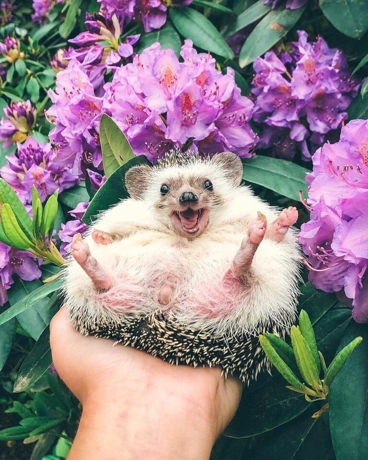 ёжик♥️