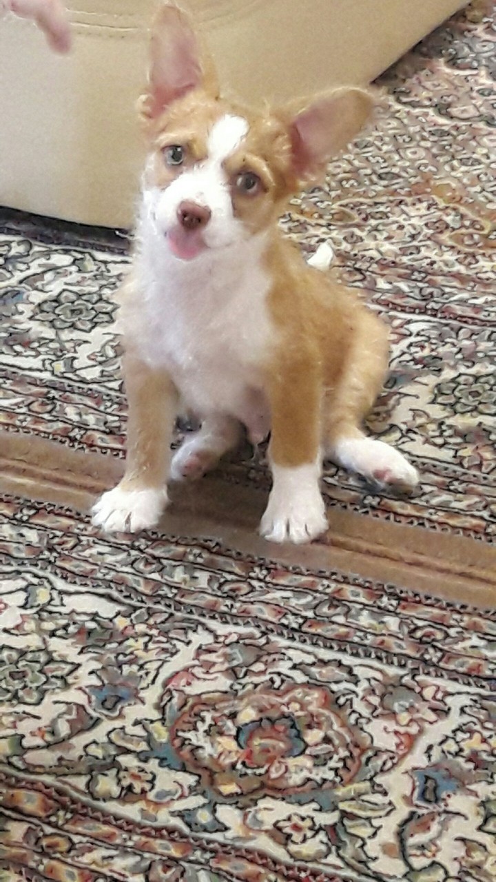 my dog