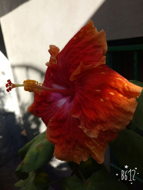 fondos de pantalla petal, flower