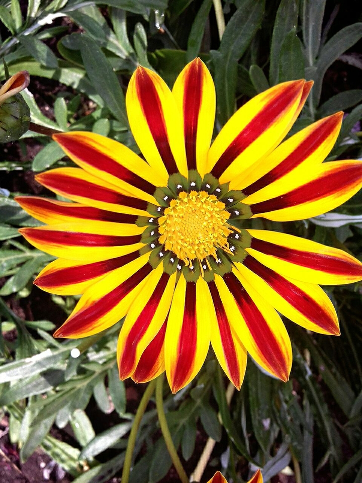 Botany
