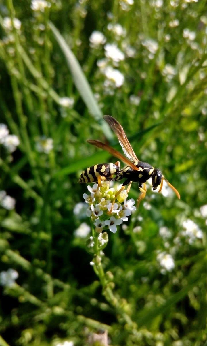 wasp