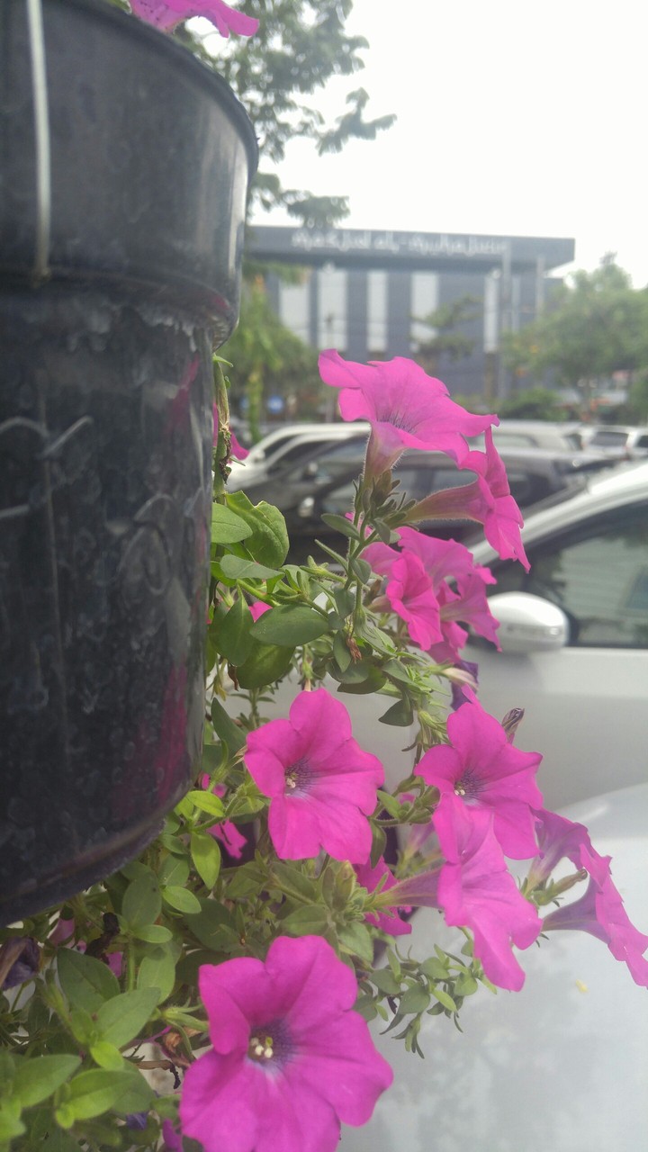 pink in surabaya