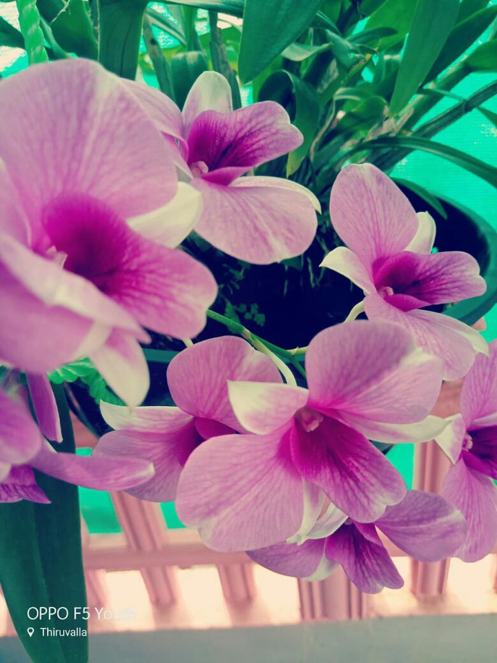 orchid