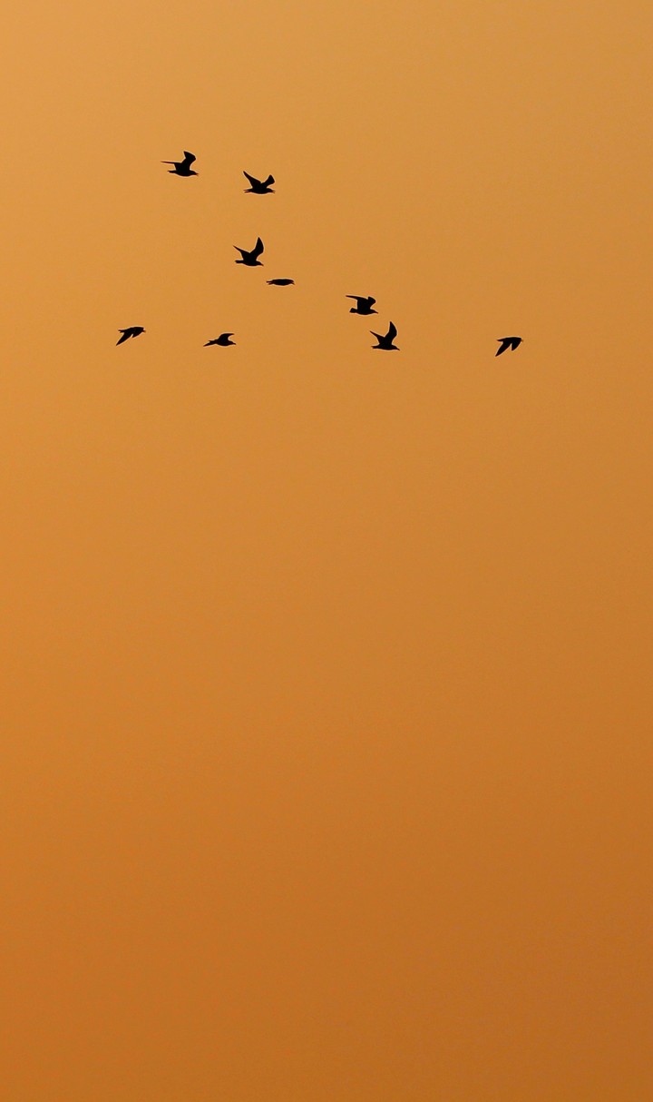 Team of Birds