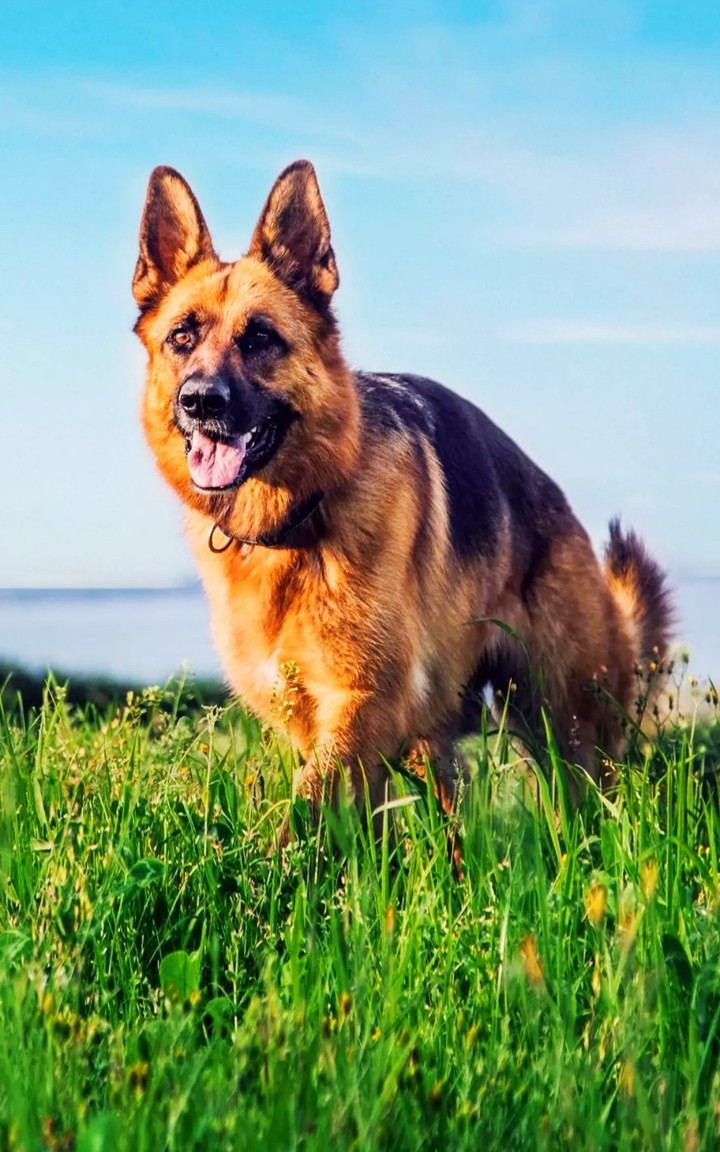 dog