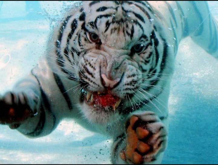 Diving Tiger