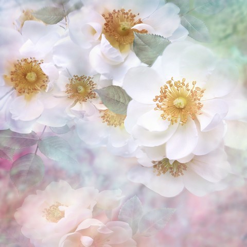 sfondi rose, Art