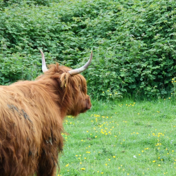 Schotse hooglander