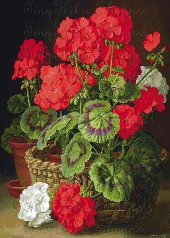 Geranium