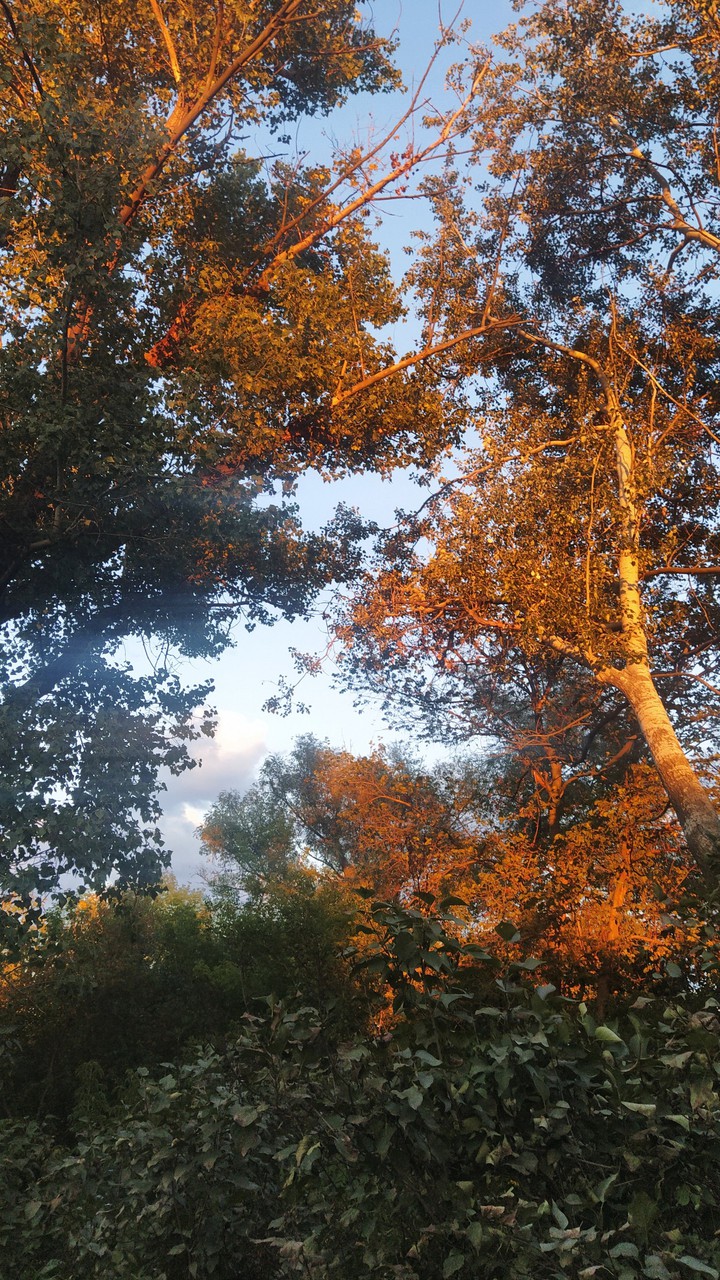✨