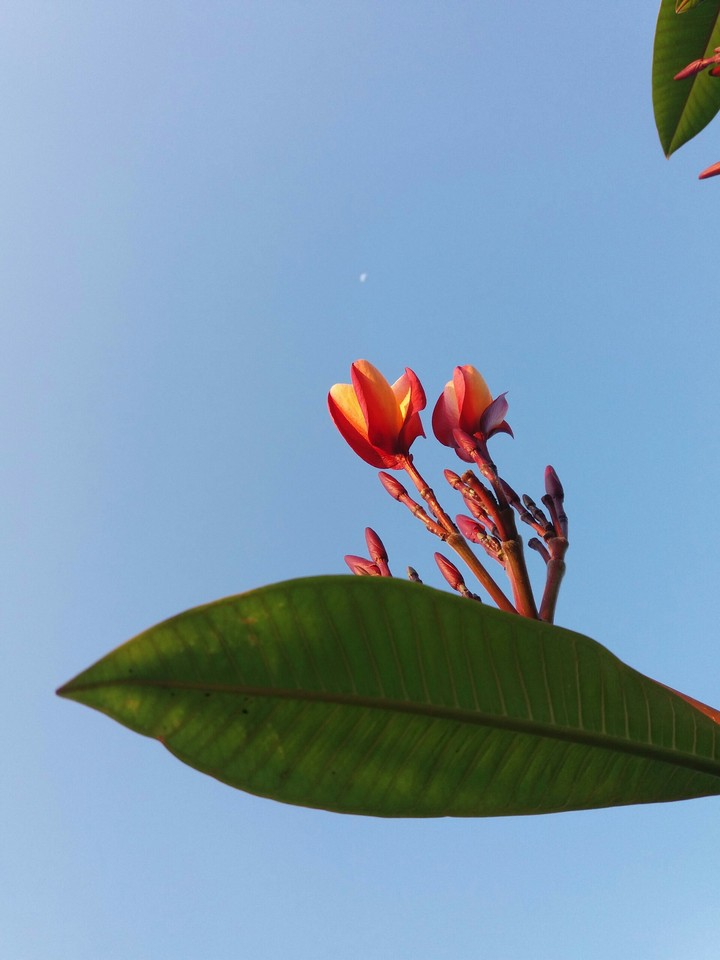 May Flower
