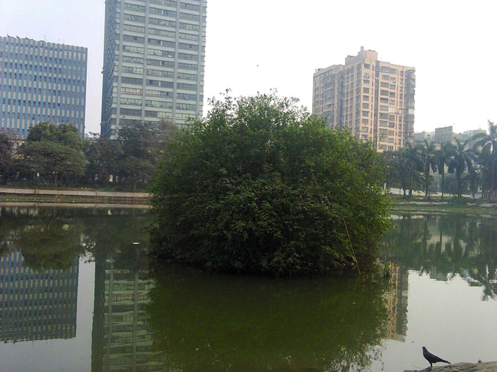 tree